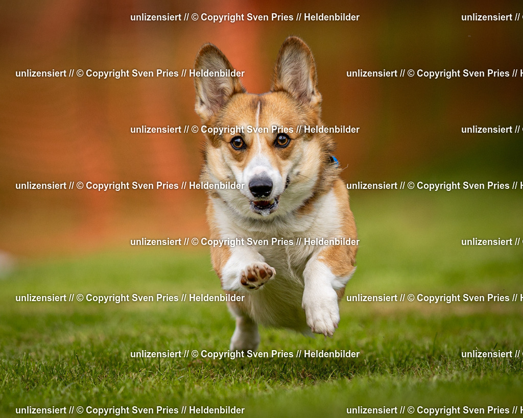 Sven Pries | 2024-09-22 - Hunderennen Baden-BadenPudelverein - Realisiert mit Pictrs.com