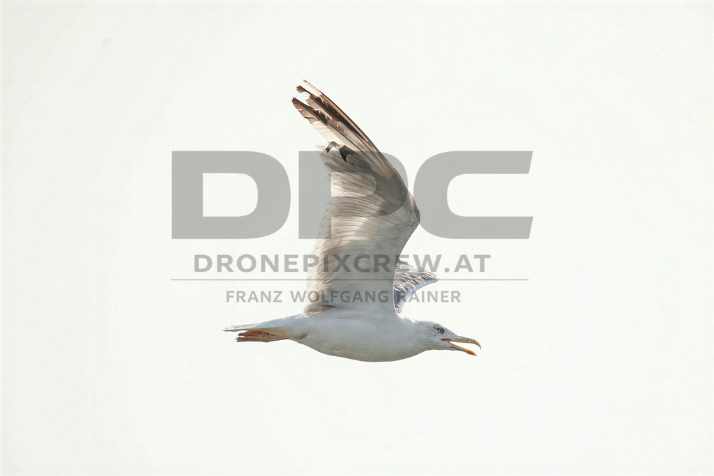 Yellow-legged Gull (Larus michahellis) | Yellow-legged Gull (Larus michahellis), a large gull species commonly found along Mediterranean coasts, rocky shorelines, harbours and coastal areas. - Realisiert mit Pictrs.com