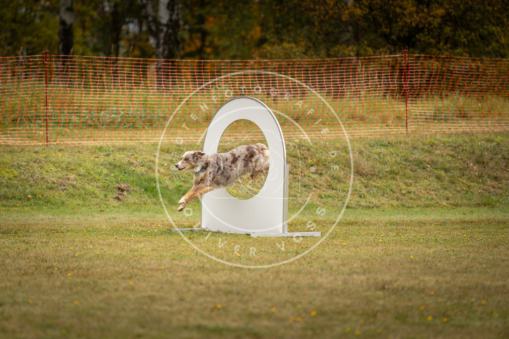 Pfotenfotografie_DV3A2558 | Hundefotografie, Tierfotograf, Pfotenfotografie, Fotoshooting Hund, Hunde Portrait, Hundesport, Hundeportraits, Heideshooting, Hunde, Sportfotograf, Hundefotograf, Turnierhundsport, THS,  - Realisiert mit Pictrs.com