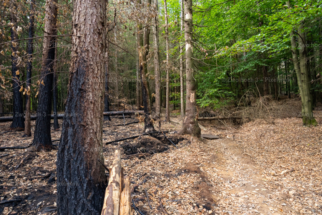 Fremdenweg_nahe_Katzenstein_Waldweg_Waldbrand_Laub | 2022-08-30_Waldbrandgebiete_1 - Realisiert mit Pictrs.com