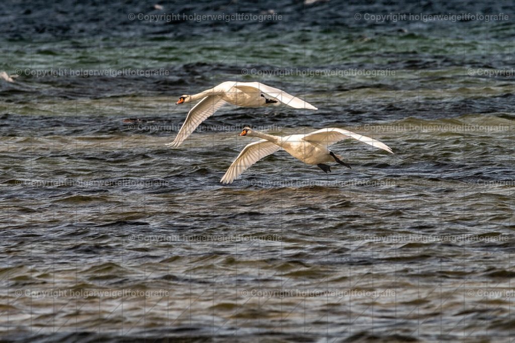 Schwan Duo | Kaufen sie online außergewöhnliche Fotografien auf Leinwand Acrylglas Fotoprint Aludibond von holgerweigeltfotografie - Realisiert mit Pictrs.com