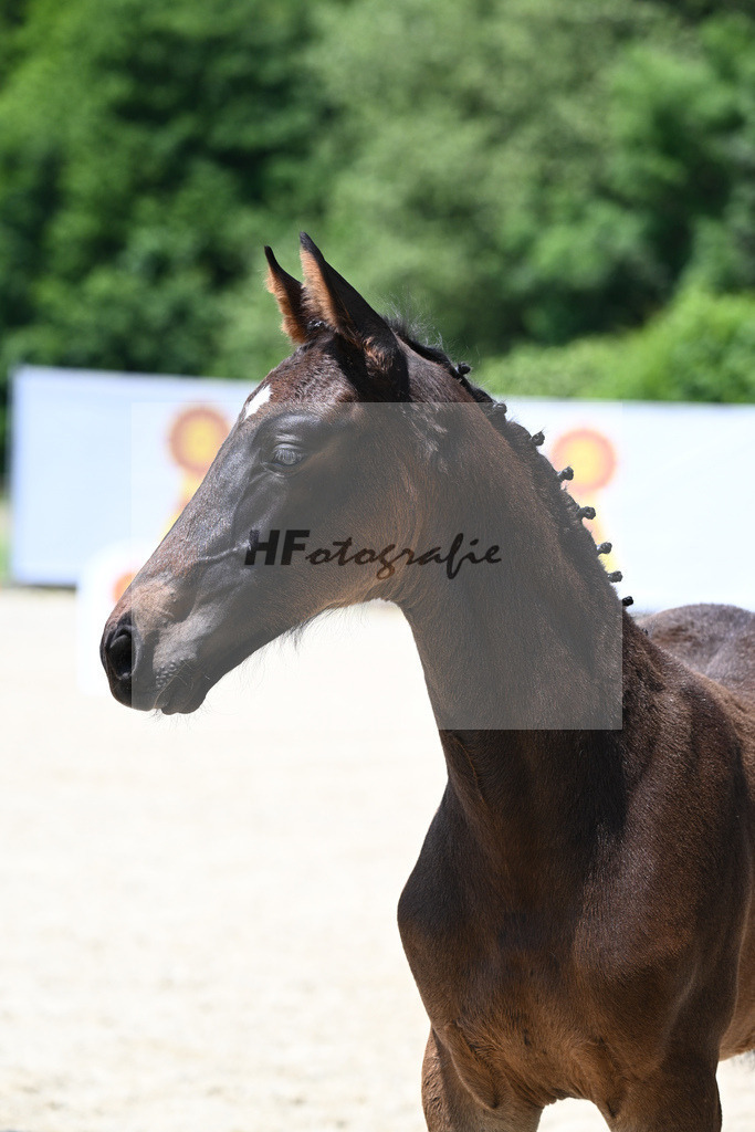 Kat-Nr. 17 SF Chubakko_Mayer_15230414 | hf-fotografie - Realisiert mit Pictrs.com