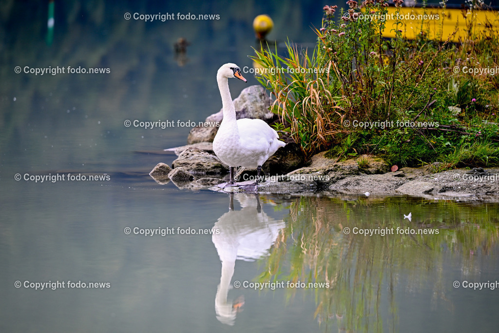 Schwan_ 24.10.2025-5 | 24.10.2025, Linz, AUT, Schwan, im Bild Themenbild, Schwan, See, Spiegelung, Wasser, Ufer, Natur, Ruhe, Herbst, Steine, Pflanzen, Wildtier, Idylle, Tierfotografie, Morgendaemmerung, friedlich, Feature, Symbolbild