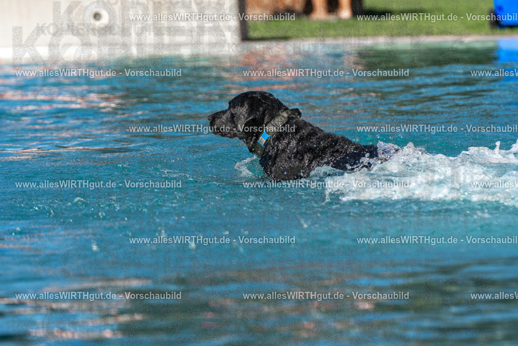 Hundeschwimmen_Volksbad_2026-allesWIRTHgut_Tierfotografie-2609061104-FAY06123 | Professionelle Tierfotografie in Mönchengladbach von Daniel Wirth (allesWIRTHgut). Liebevolle & natürliche Bilder von Hunden & Katzen für unvergessliche Erinnerungen.