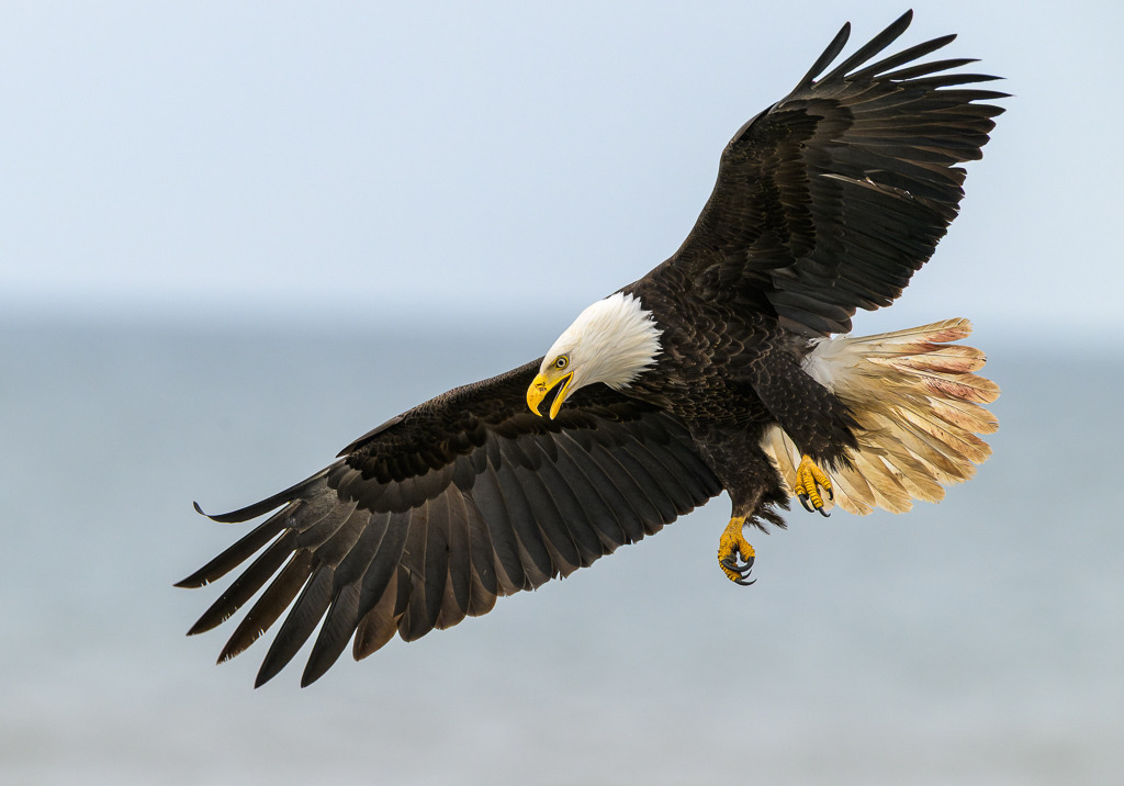Weißkopfseeadler © Holger Rüdel | Weißkopfseeadler an der Pazifikküste in Alaska bei Anchor Point, Kenai Peninsula. - Realisiert mit Pictrs.com