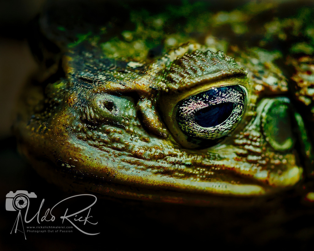 Kröten-Auge | Entdecken Sie Fotografie aus Leidenschaft: Auftragsfotografie, HD-Fotos, Geschenkartikel aus Ihren Bildern und vieles mehr. Beauftragen Sie uns für besondere Momente!