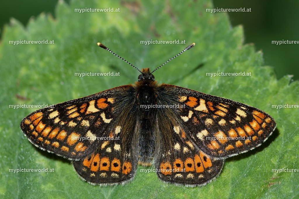 Euphydryas aurinia-014 | Das Bilderarchiv über Tiere, Planzen und Landschaften. In der Bilddatenbank finden Sie ein große Auswahl an hochwertigen Bilder für Ihre Werbung - Realisiert mit Pictrs.com