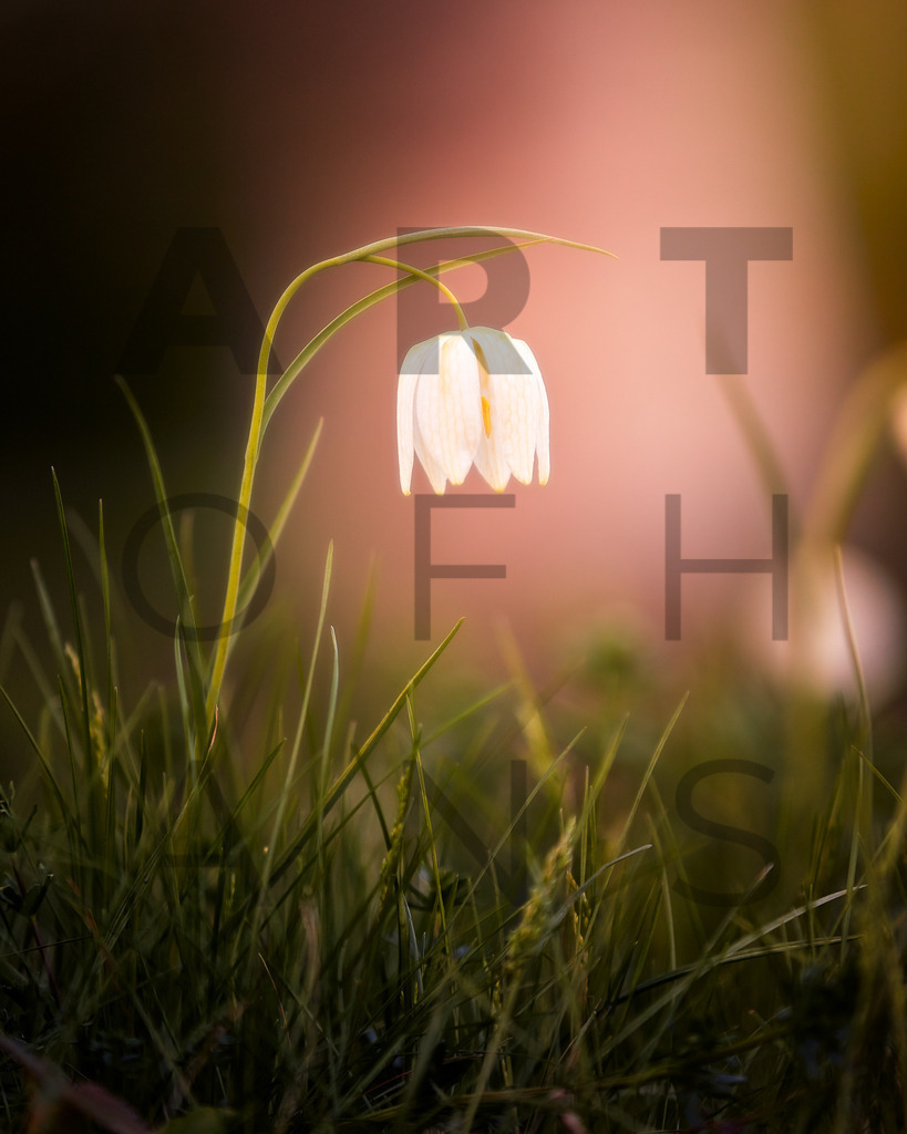 Ein Hans Fineart Original | Entdecke die Kunst von Hans Fineart - Fotografien für dein Zuhause. Verwandle deine Wände mit einzigartigen Kunstwerken und bringe die Schönheit der Welt in dein Leben. Bestelle jetzt und schaffe einen Ort der Inspiration und Eleganz.