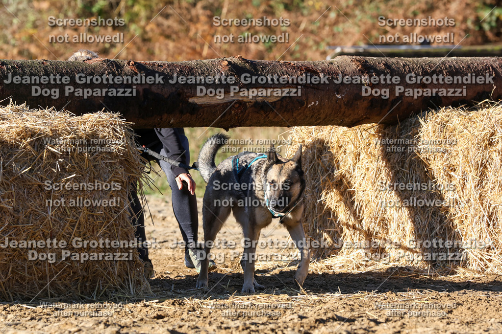 Dog Paparazzi - Strongdog 10-25-1724 | Dog Paparazzi Jeanette Grottendiek Fotografie & Videografie - Realisiert mit Pictrs.com