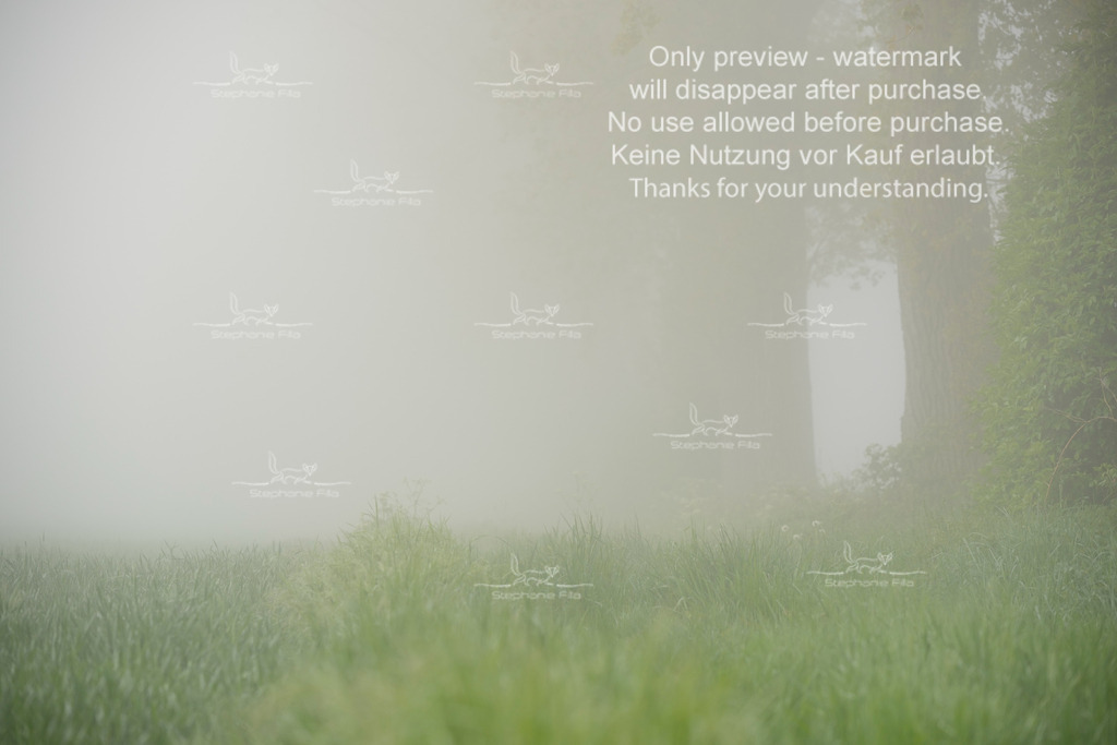 SA_GL2-235 | stephaniefillaphotographie - Realisiert mit Pictrs.com