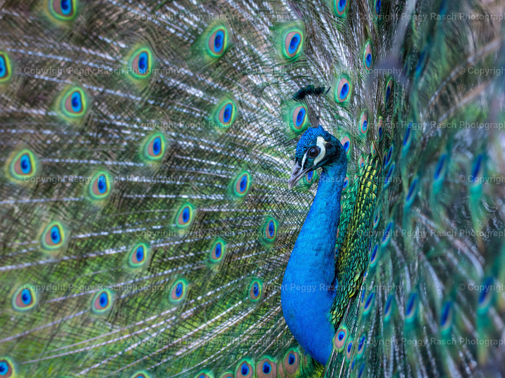 Vogelpark_Niendorf_April_2023 (24) | PeggyRaschPhotography - Realisiert mit Pictrs.com