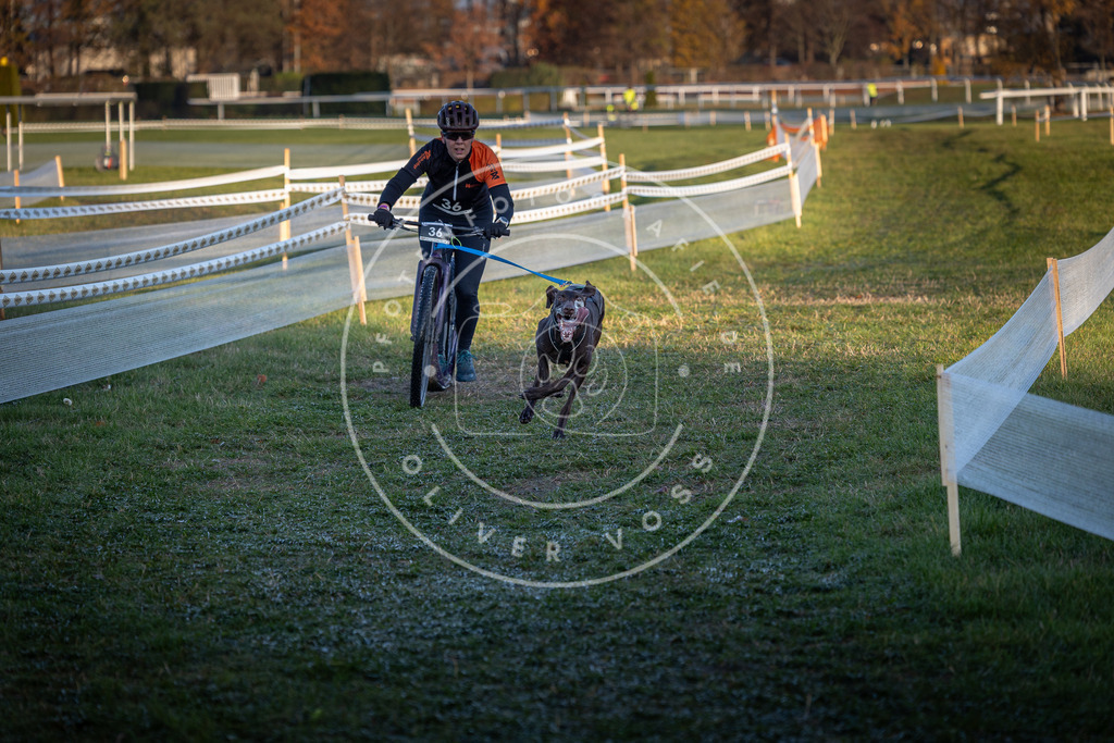 CaniXpix_0L8A2278 | Hundefotografie, Tierfotograf, Pfotenfotografie, Fotoshooting Hund, Hunde Portrait, Hundesport, Hundeportraits, Heideshooting, Hunde, Sportfotograf, Hundefotograf, Turnierhundsport, THS,  - Realisiert mit Pictrs.com