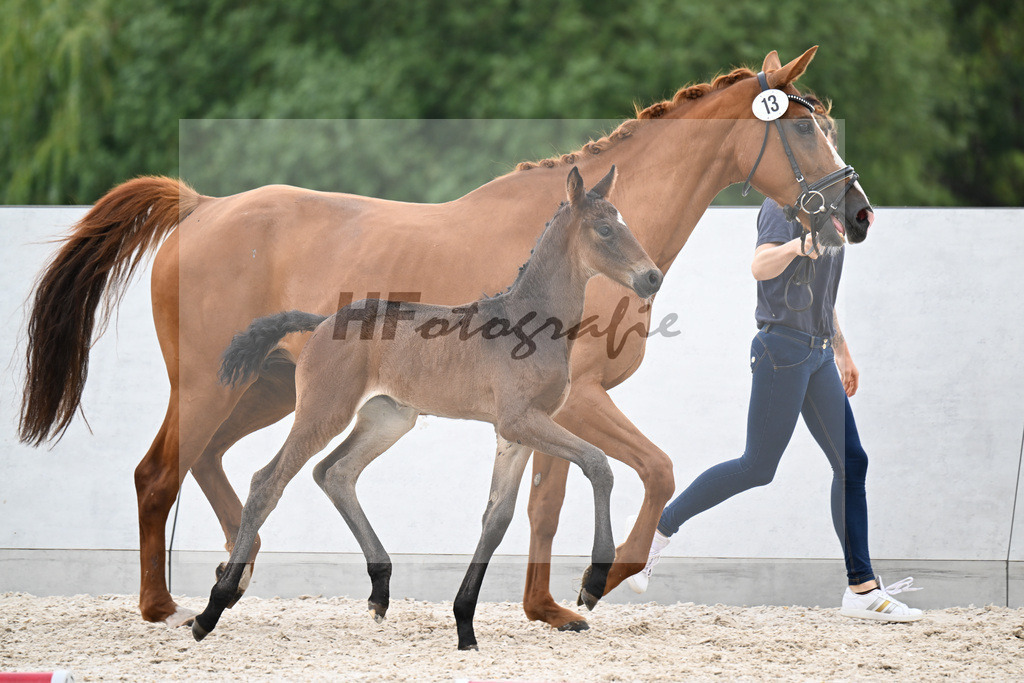 Kat-Nr. 13 Quandador x Dressage Royal_SF_Bergelt_21250727 | hf-fotografie - Realizzato con Pictrs.com