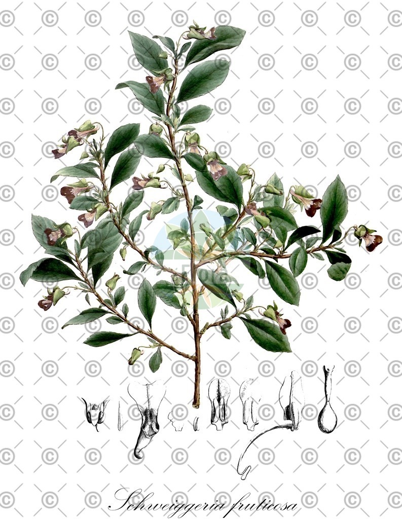 HistAbb_wfo-0001025467_1_ENZY_Simple | Historische Abbildung von Schweiggeria fruticosa - Violaceae | Historical Illustration of Schweiggeria fruticosa - Violaceae