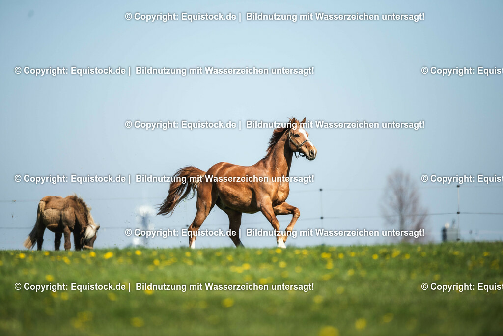 20210426_Pferd-auf-Koppel_0023 | equistock