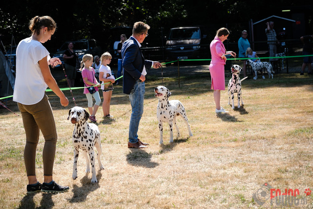 Dalmatiner DZGD CDF in Hilden | Dalmatiner, Regionalgruppenausstellung DZGD / CDF) in Hilden. Richterin Margrit Martegani.  in Hilden  04.09.2022 Foto: Leo Wyden