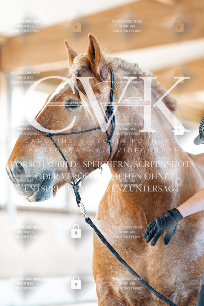 CK906370 | Turnierfotografie Pferdefotografie Trier Rheinland-Pfalz Pferdesport Reitsport Tierfotografie Sportfotografie Pferdevideo Pferdevideografie Equestrianvideography equestrianphotography  - Realisiert mit Pictrs.com