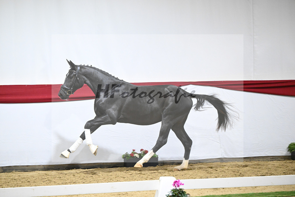 Kat-Nr. 70 v. DSP Bohemian_Kircher-Eckardt_63222034 | hf-fotografie - Realizzato con Pictrs.com