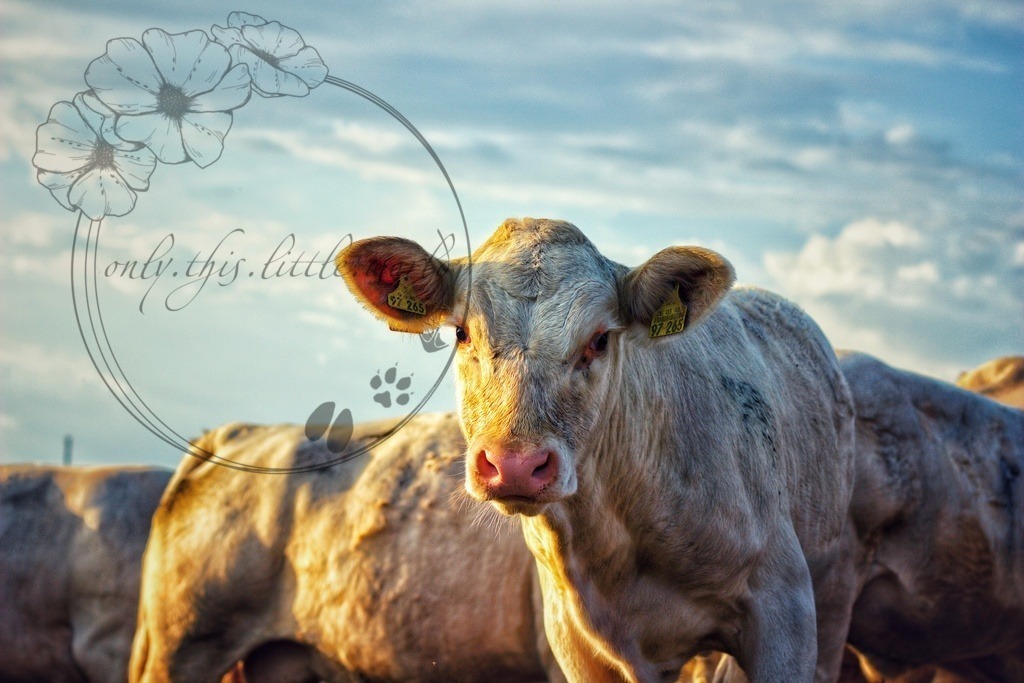 IMG_7288-01 | only.this.little.world - Realisiert mit Pictrs.com