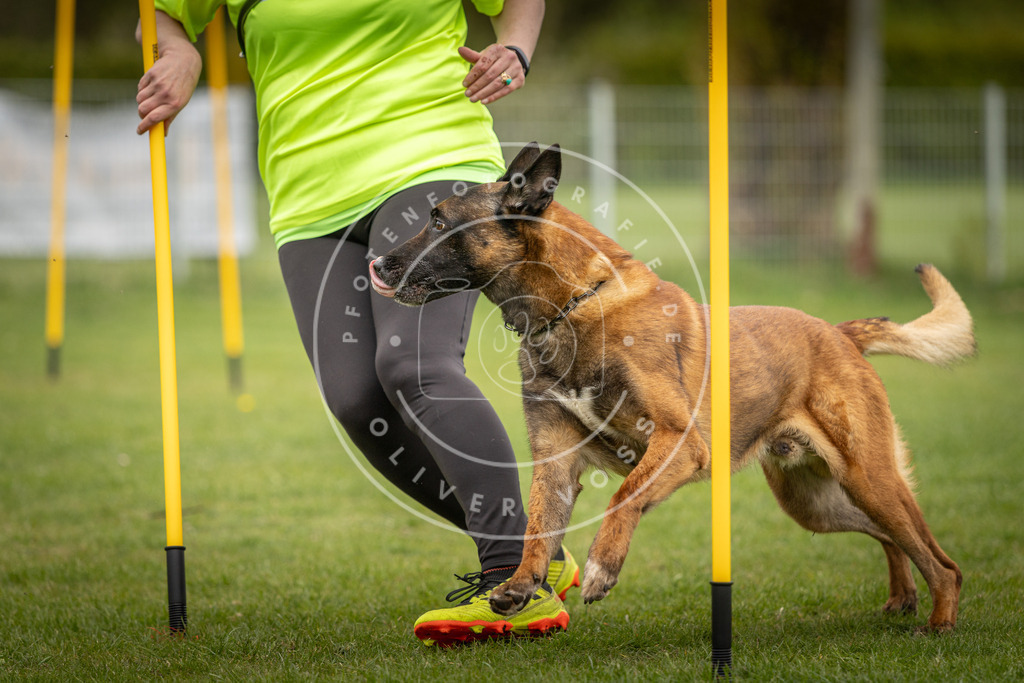Pfotenfotografie_DV3A9552 | Hundefotografie, Tierfotograf, Pfotenfotografie, Fotoshooting Hund, Hunde Portrait, Hundesport, Hundeportraits, Heideshooting, Hunde, Sportfotograf, Hundefotograf, Turnierhundsport, THS,  - Realisiert mit Pictrs.com