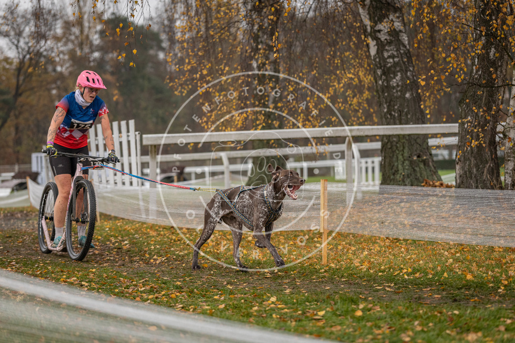 CaniXpix_DV3A8617 | Hundefotografie, Tierfotograf, Pfotenfotografie, Fotoshooting Hund, Hunde Portrait, Hundesport, Hundeportraits, Heideshooting, Hunde, Sportfotograf, Hundefotograf, Turnierhundsport, THS,  - Realisiert mit Pictrs.com