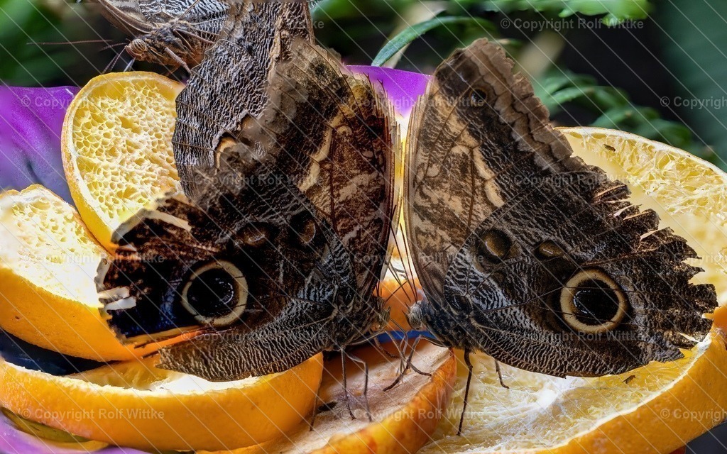 Falter1.7 | Rolf Wittke  - Realisiert mit Pictrs.com