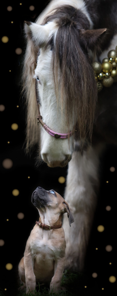 Bonita und Belle2 | Emotionale Pferde- & People-Fotografie rund um Heidelberg, Leimen & Umgebung. Natürliche Fotos von Pferd, Mensch & Familie. Jetzt Termin sichern!