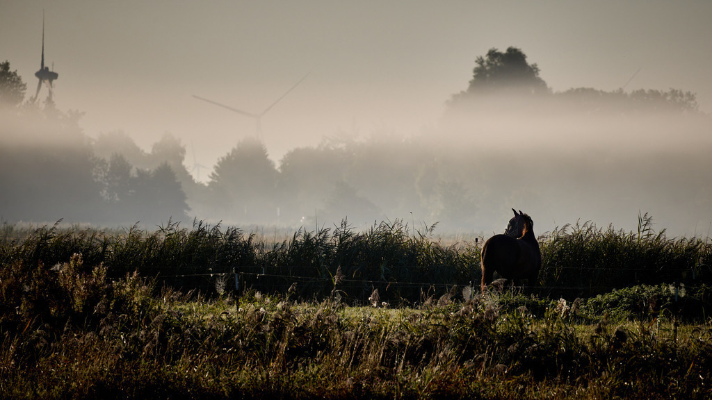 Im Nebel mit Pferd | kleinen-fotografie