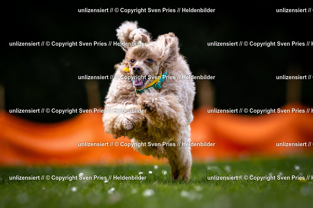 Sven Pries | 2026-05-14 - Hunderennen KA Durlach Vatertag 2026 - Realisiert mit Pictrs.com