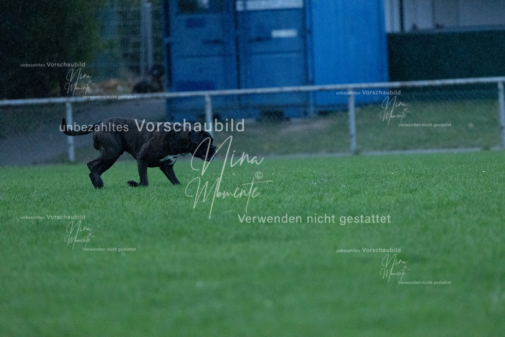 _16A4321 | Einzigartige Fotos von Hunden & Menschen –Actionfotos, Portraits, Vereinsaufnahmen & Paarshootings – authentisch, lebendig & mit Herz.