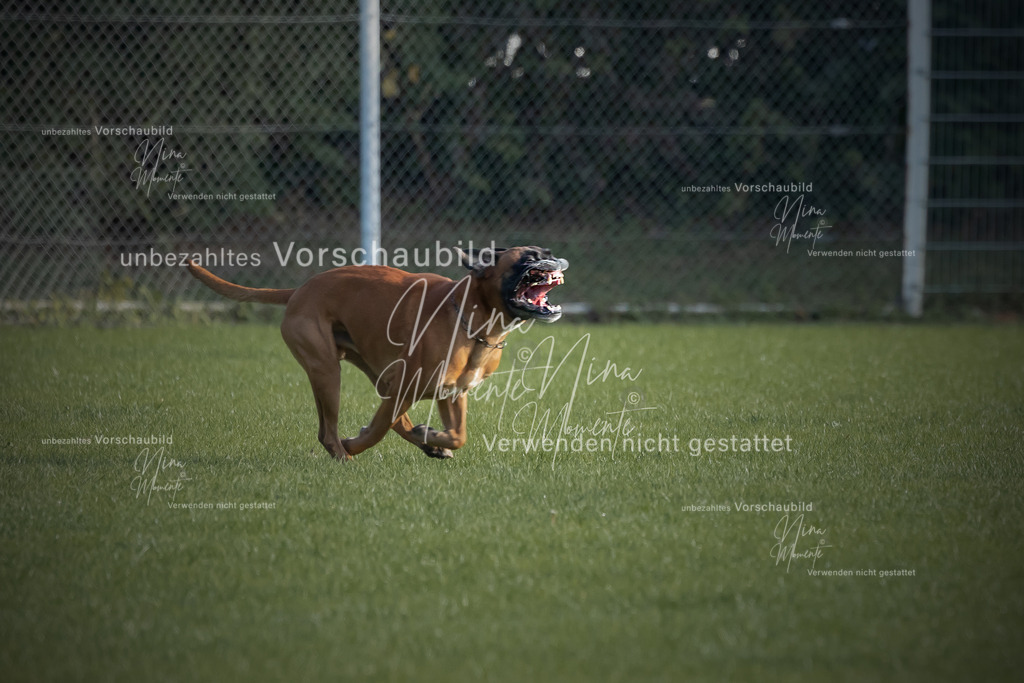 _16A6397-1 | Einzigartige Fotos von Hunden & Menschen –Actionfotos, Portraits, Vereinsaufnahmen & Paarshootings – authentisch, lebendig & mit Herz.