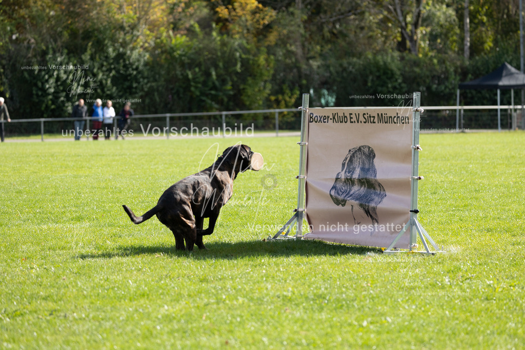 _16A6838 | Einzigartige Fotos von Hunden & Menschen –Actionfotos, Portraits, Vereinsaufnahmen & Paarshootings – authentisch, lebendig & mit Herz.