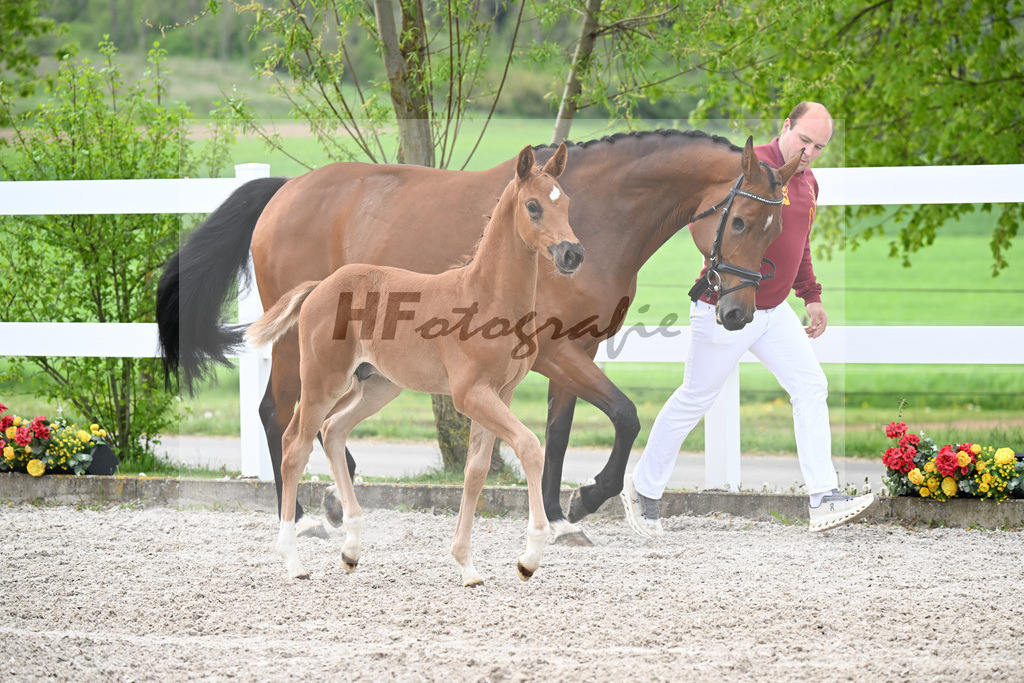 Kat-Nr. 2 HF Diamant de Semilly x Cascadello I_Eberhardt_23260014 | hf-fotografie - Realisiert mit Pictrs.com