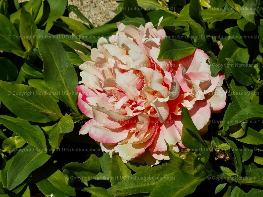 IMG_2855 | OLYMPUS DIGITAL CAMERA          - Realisiert mit Pictrs.com