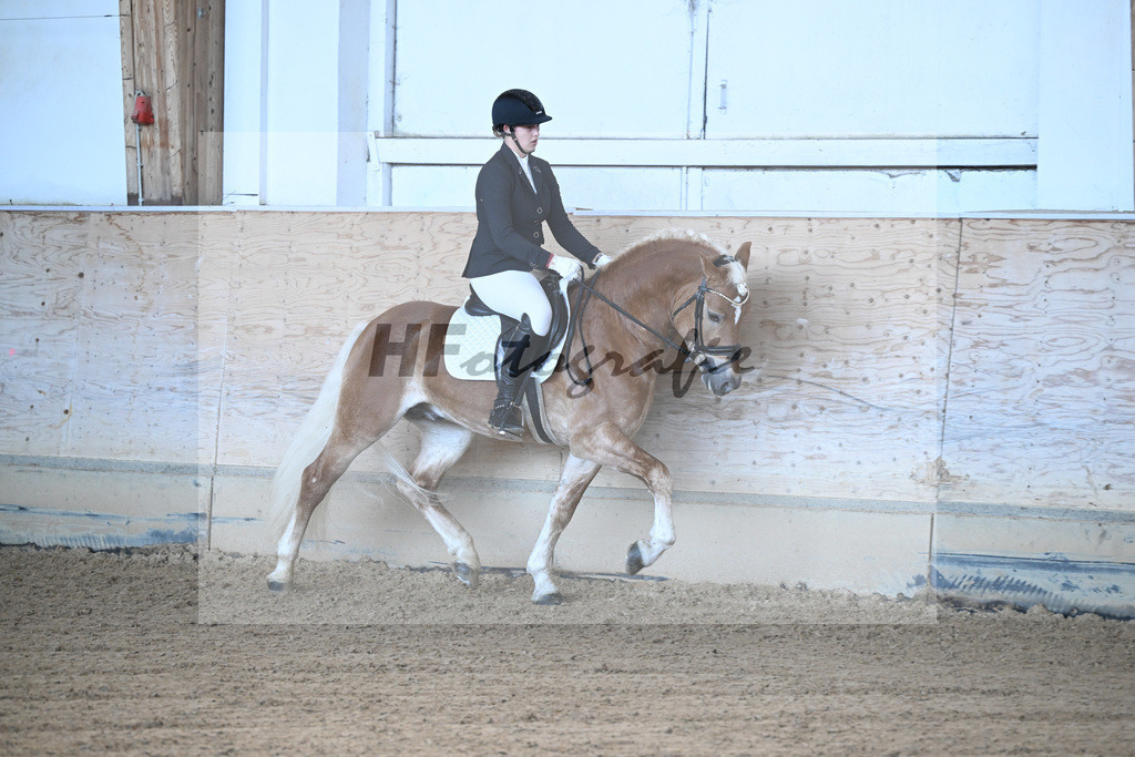 Kat-Nr. 8 Simba L v. Sonnenkoenig-Gold_Kappelsberger_43250312 | hf-fotografie - Realisiert mit Pictrs.com