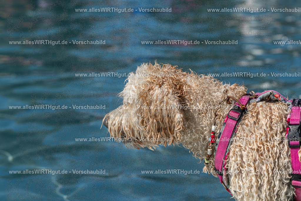 Hundeschwimmen_Volksbad_2026-allesWIRTHgut_Tierfotografie-2609061235-FAY06512 | Professionelle Tierfotografie in Mönchengladbach von Daniel Wirth (allesWIRTHgut). Liebevolle & natürliche Bilder von Hunden & Katzen für unvergessliche Erinnerungen.
