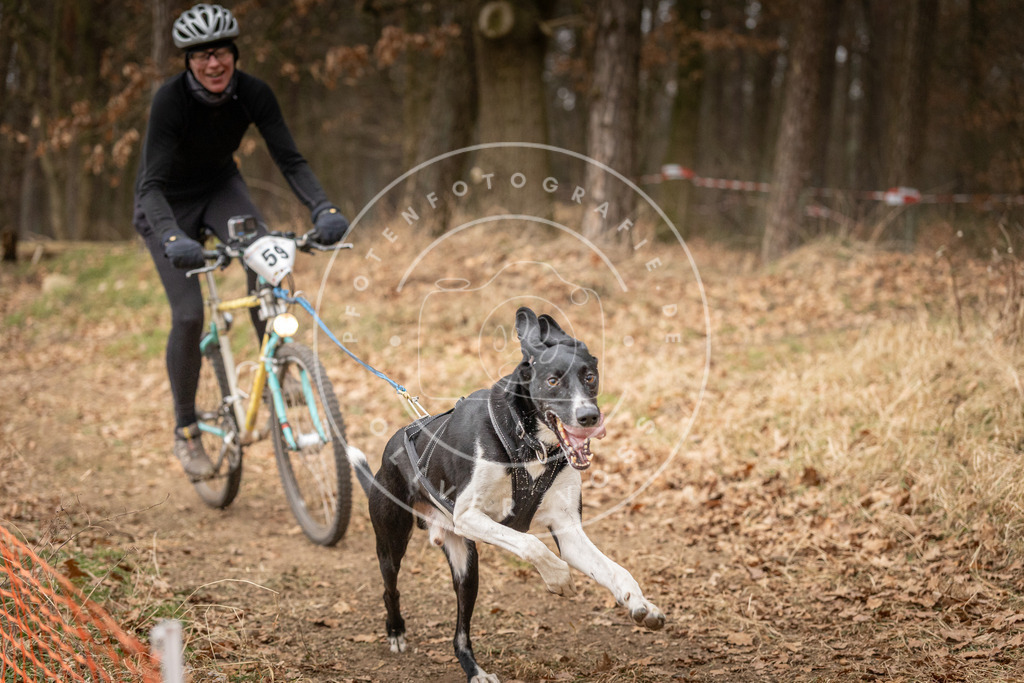 Pfotenfotografie_DV3A3012 | Hundefotografie, Tierfotograf, Pfotenfotografie, Fotoshooting Hund, Hunde Portrait, Hundesport, Hundeportraits, Heideshooting, Hunde, Sportfotograf, Hundefotograf, Turnierhundsport, THS,  - Realisiert mit Pictrs.com