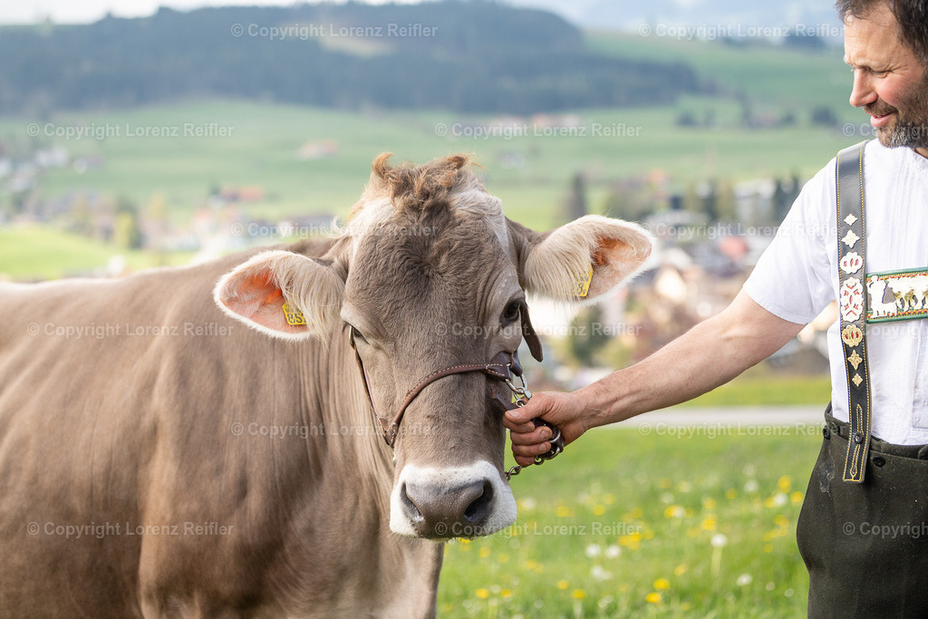 Schwingen -  Lebendpreise AppKant 2025 | Gais, 26.4.25, Schwingen - Lebendpreise AppKant.