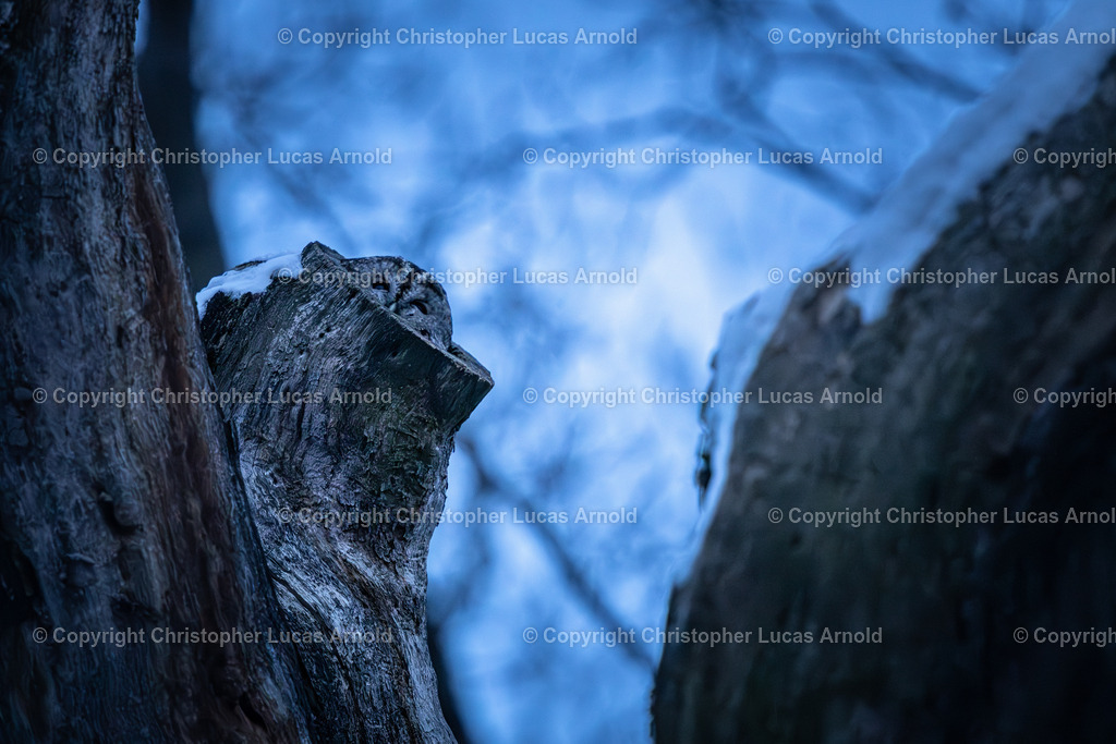 12 - Dezember | bildkomponist - Realisiert mit Pictrs.com