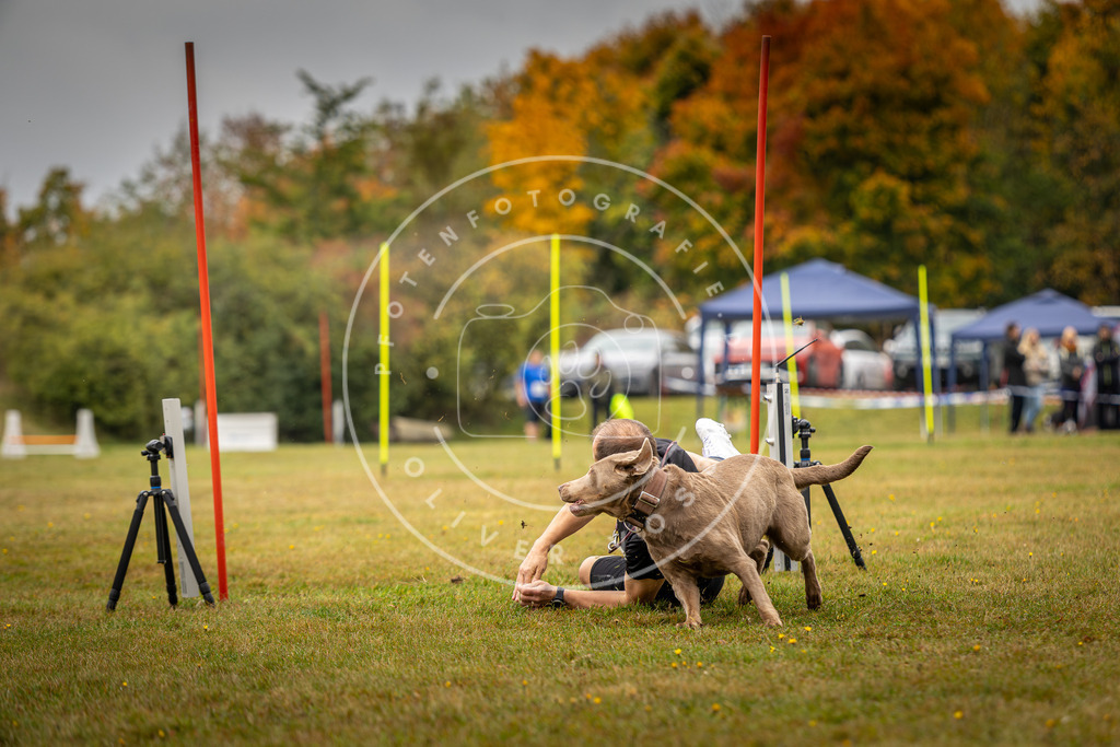 Pfotenfotografie_DV3A2331 | Hundefotografie, Tierfotograf, Pfotenfotografie, Fotoshooting Hund, Hunde Portrait, Hundesport, Hundeportraits, Heideshooting, Hunde, Sportfotograf, Hundefotograf, Turnierhundsport, THS,  - Realisiert mit Pictrs.com