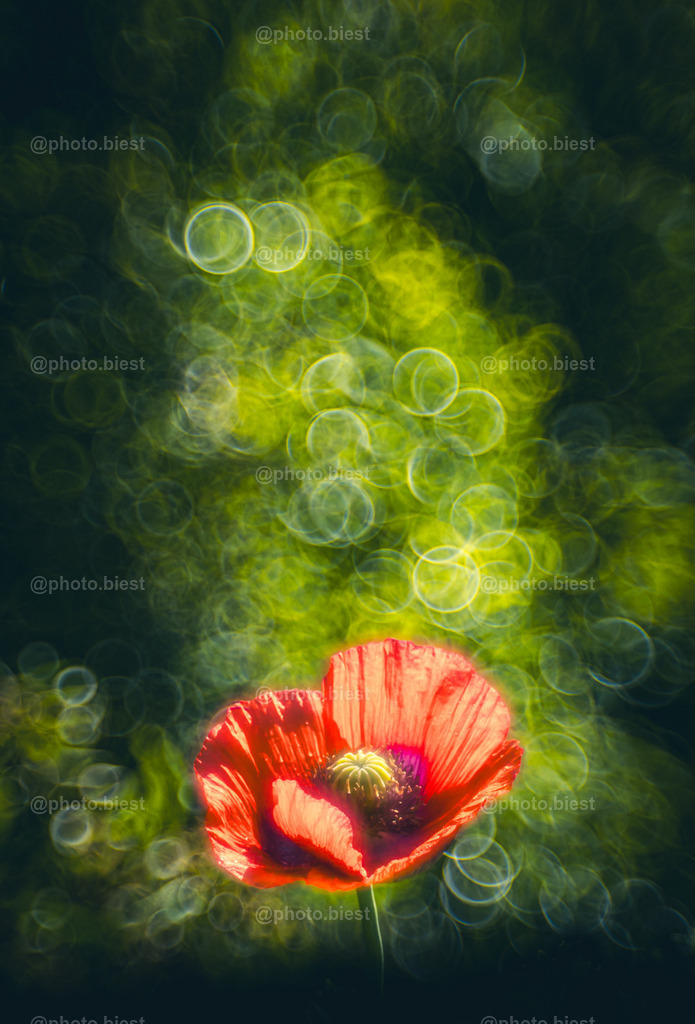 Mohnscheinsymphonie  | Eine schön offene Mohnblüte.  - Realisiert mit Pictrs.com