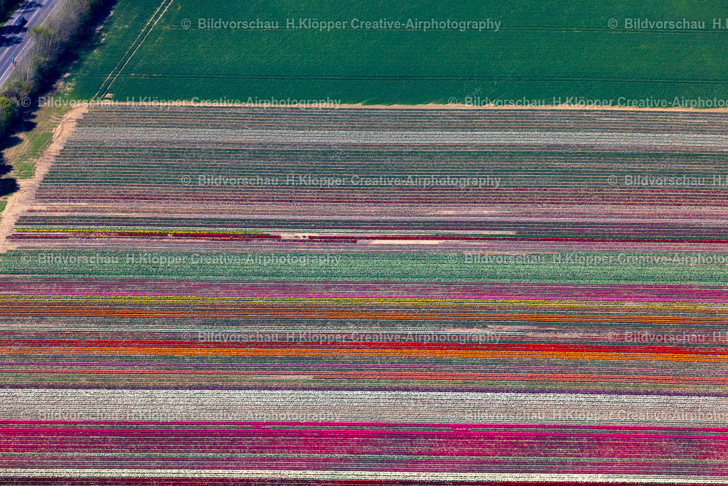 Luftbilder Grevenbroich-0443 | Luftbild Tulpen und Blumenfeld in Grevenbroich - Realisiert mit Pictrs.com