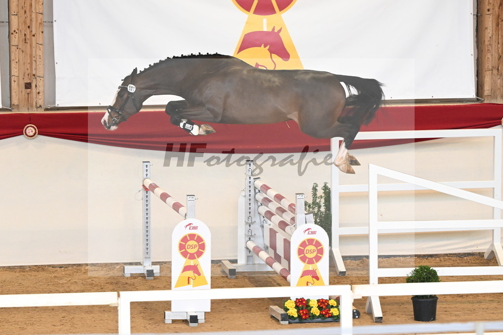 Kat.-Nr. 1 v. Blue Diamond (Hagbar du Lozon)_Schadock_3261464 | hf-fotografie - Realisiert mit Pictrs.com