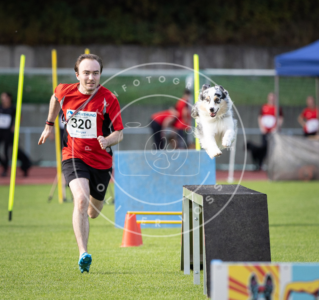 Pfotenfotografie_DV3A2788 | Hundefotografie, Tierfotograf, Pfotenfotografie, Fotoshooting Hund, Hunde Portrait, Hundesport, Hundeportraits, Heideshooting, Hunde, Sportfotograf, Hundefotograf, Turnierhundsport, THS,  - Realisiert mit Pictrs.com