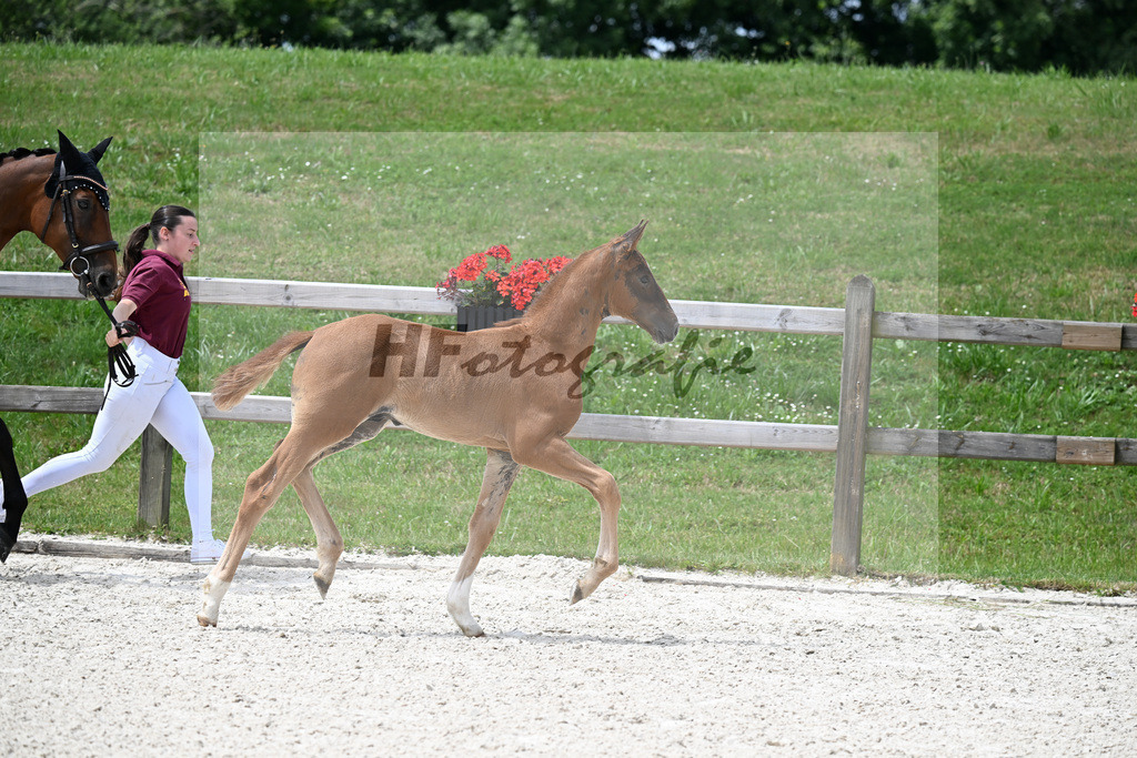 Kat-Nr. 19 Benicio x Feenkoenig XX_HF_Eder_15250521 | hf-fotografie - Realizzato con Pictrs.com
