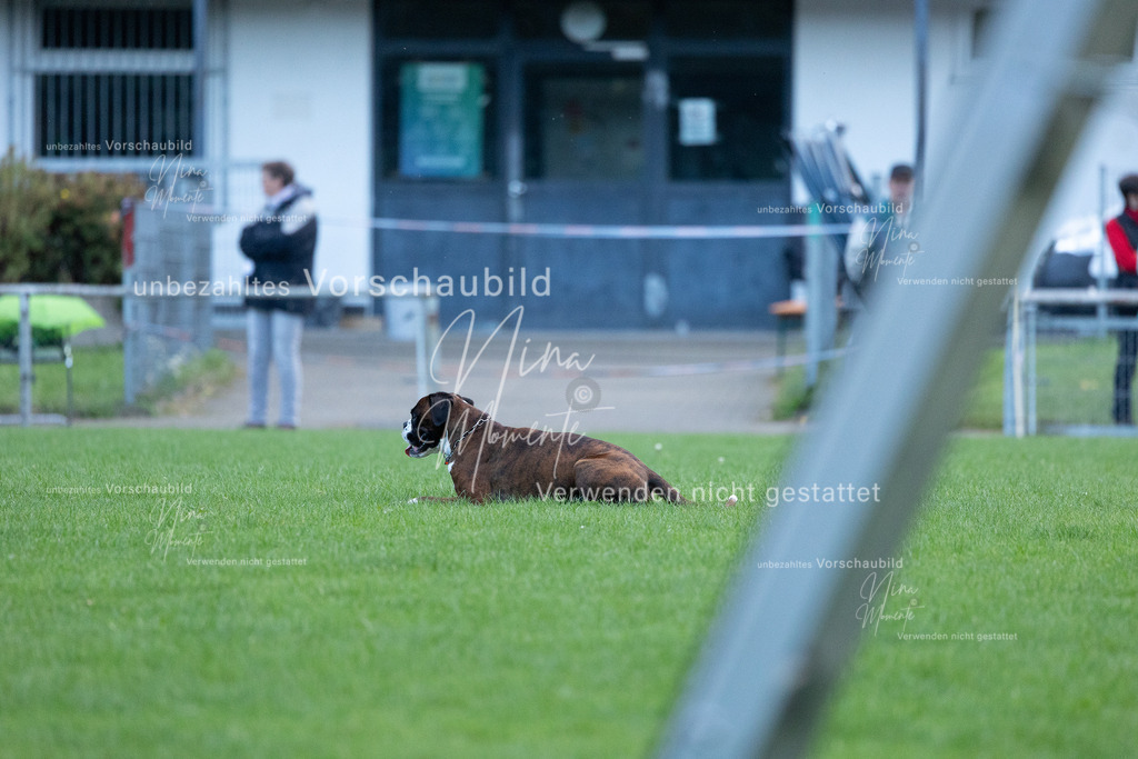_16A4527 | Einzigartige Fotos von Hunden & Menschen –Actionfotos, Portraits, Vereinsaufnahmen & Paarshootings – authentisch, lebendig & mit Herz.