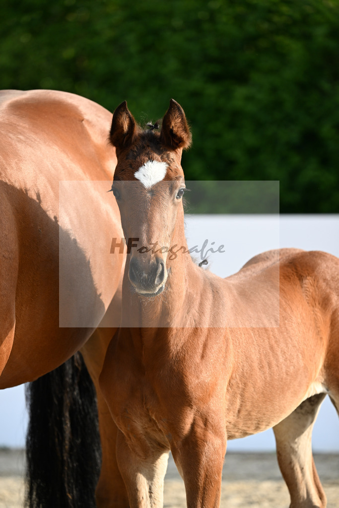 Eldorado v d Zeshoek x Coupie_HF_Reuter_13250105 | hf-fotografie - Realizzato con Pictrs.com