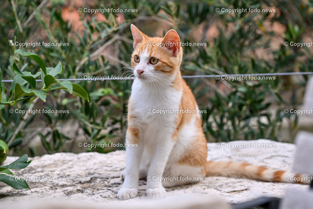 Katze_ Katzen_ 16.10.2024-7 | 16.10.2024, Linz, AUT, Haustier, Katzen, im Bild Haustier, Katze, Katzen, Kater, Stubentiger, Babykatze, Mietze, Fellnase, Tierfotografie, Heimtier