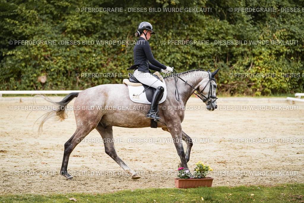 DSC00797 | Pferdegrafie