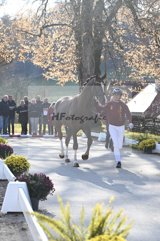 Kat-Nr. 113 Benicio x Floriscount_Galneder Zuchthof GbR_47253942 | hf-fotografie - Realisiert mit Pictrs.com